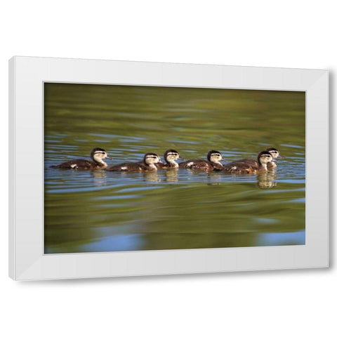 California Wood Ducklings on Lindo Lake White Modern Wood Framed Art Print by Talbot Frank, Christopher