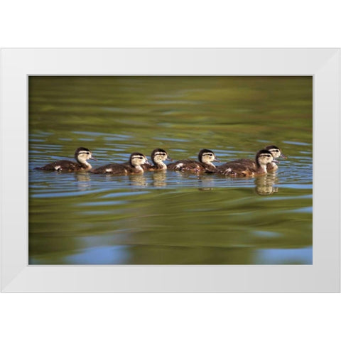 California Wood Ducklings on Lindo Lake White Modern Wood Framed Art Print by Talbot Frank, Christopher