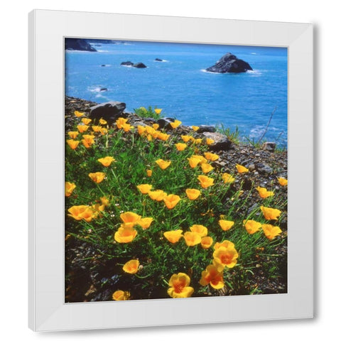 USA, California, Poppies along the Pacific Coast White Modern Wood Framed Art Print by Talbot Frank, Christopher