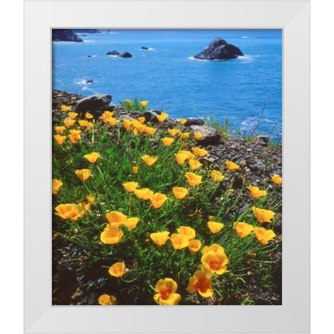 USA, California, Poppies along the Pacific Coast White Modern Wood Framed Art Print by Talbot Frank, Christopher