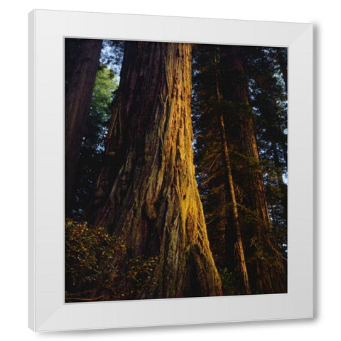 CA, Redwoods Old-growth Redwood tree at Sunset White Modern Wood Framed Art Print by Talbot Frank, Christopher