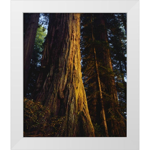 CA, Redwoods Old-growth Redwood tree at Sunset White Modern Wood Framed Art Print by Talbot Frank, Christopher