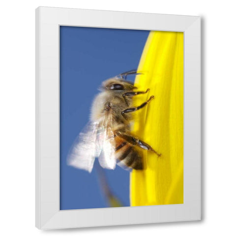 USA, California, San Diego, Honey Bee taking off White Modern Wood Framed Art Print by Talbot Frank, Christopher