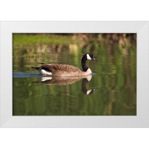 California, San Diego, Lakeside Canada Goose White Modern Wood Framed Art Print by Talbot Frank, Christopher