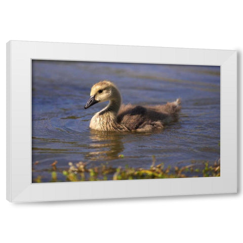 California, San Diego, Lakeside Canada Gosling White Modern Wood Framed Art Print by Talbot Frank, Christopher