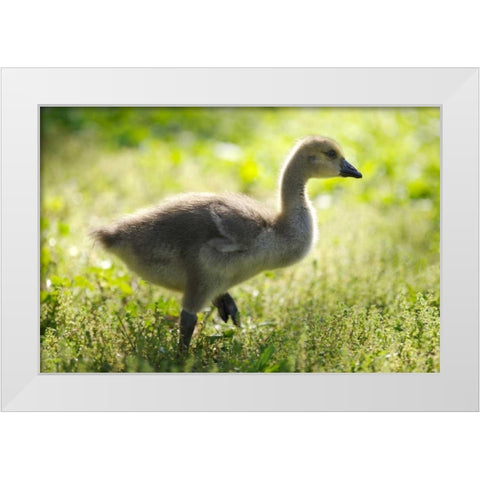 California, San Diego, Lakeside Canada Gosling White Modern Wood Framed Art Print by Talbot Frank, Christopher
