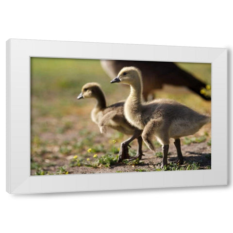CA, San Diego, Close up of Canada Goslings White Modern Wood Framed Art Print by Talbot Frank, Christopher