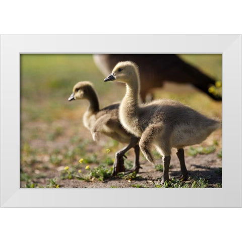 CA, San Diego, Close up of Canada Goslings White Modern Wood Framed Art Print by Talbot Frank, Christopher