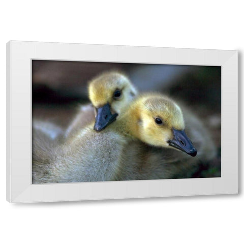 California, San Diego, Lakeside Canada Goslings White Modern Wood Framed Art Print by Talbot Frank, Christopher