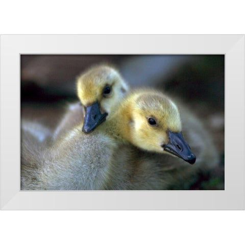 California, San Diego, Lakeside Canada Goslings White Modern Wood Framed Art Print by Talbot Frank, Christopher