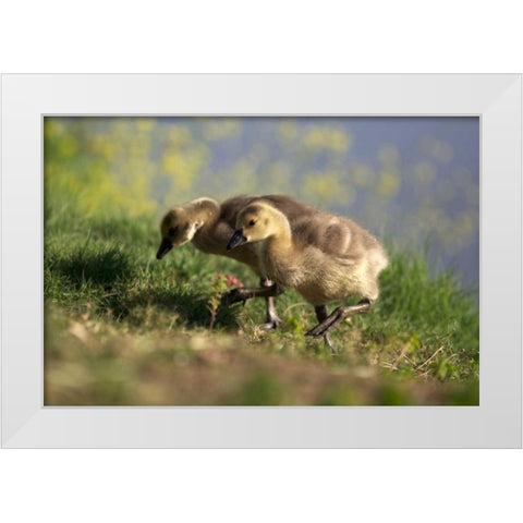California, San Diego, Lakeside Canada Goslings White Modern Wood Framed Art Print by Talbot Frank, Christopher