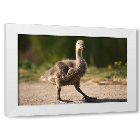 California, San Diego, Lakeside Canadian Gosling White Modern Wood Framed Art Print by Talbot Frank, Christopher