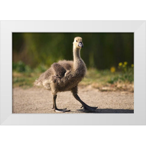 California, San Diego, Lakeside Canadian Gosling White Modern Wood Framed Art Print by Talbot Frank, Christopher