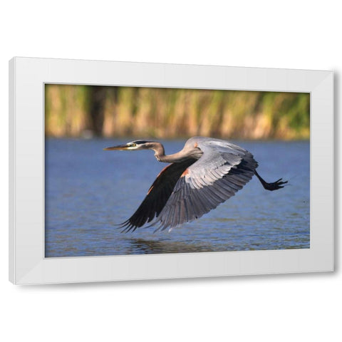 California, San Diego, Great Blue Heron flying White Modern Wood Framed Art Print by Talbot Frank, Christopher