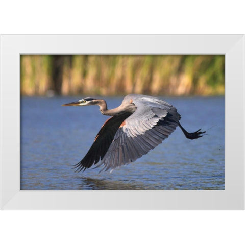 California, San Diego, Great Blue Heron flying White Modern Wood Framed Art Print by Talbot Frank, Christopher