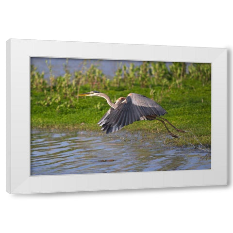 California, San Diego, Great Blue Heron flying White Modern Wood Framed Art Print by Talbot Frank, Christopher