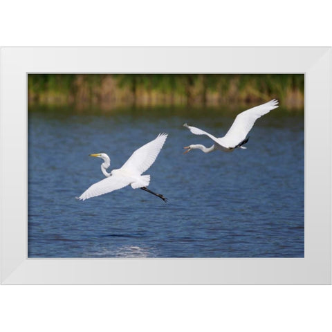 California, San Diego, Lakeside Great Egrets White Modern Wood Framed Art Print by Talbot Frank, Christopher
