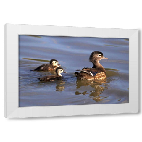 CA, San Diego, Lakeside Wood duck and Ducklings White Modern Wood Framed Art Print by Talbot Frank, Christopher