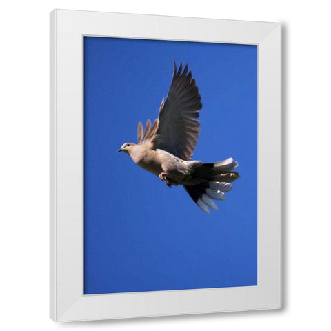 CA, San Diego, Lakeside Mourning Dove flying White Modern Wood Framed Art Print by Talbot Frank, Christopher