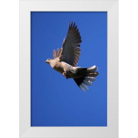 CA, San Diego, Lakeside Mourning Dove flying White Modern Wood Framed Art Print by Talbot Frank, Christopher