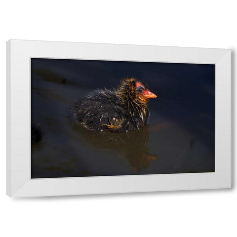 USA, California, San Diego, Lakeside Mud Chick White Modern Wood Framed Art Print by Talbot Frank, Christopher