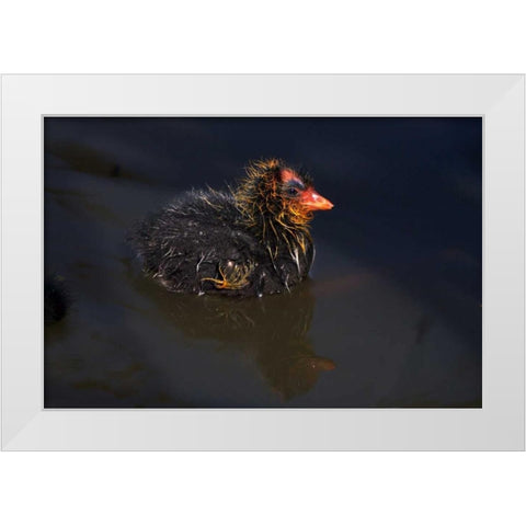 USA, California, San Diego, Lakeside Mud Chick White Modern Wood Framed Art Print by Talbot Frank, Christopher