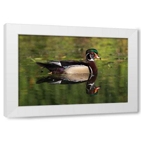 USA, California, San Diego, Lakeside Wood Duck White Modern Wood Framed Art Print by Talbot Frank, Christopher