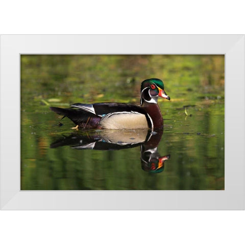 USA, California, San Diego, Lakeside Wood Duck White Modern Wood Framed Art Print by Talbot Frank, Christopher