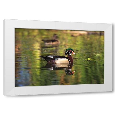 USA, California, San Diego, Lakeside Wood Ducks White Modern Wood Framed Art Print by Talbot Frank, Christopher