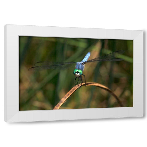 CA, Mission Trails regional Park Blue Dragonfly White Modern Wood Framed Art Print by Talbot Frank, Christopher