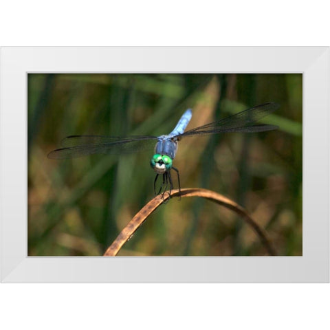 CA, Mission Trails regional Park Blue Dragonfly White Modern Wood Framed Art Print by Talbot Frank, Christopher