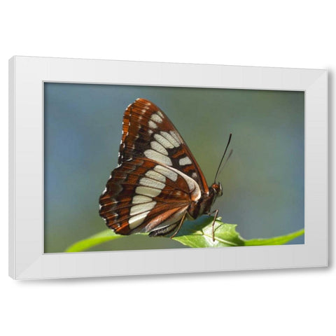 CA, San Diego, Mission Trails Park A Butterfly White Modern Wood Framed Art Print by Talbot Frank, Christopher