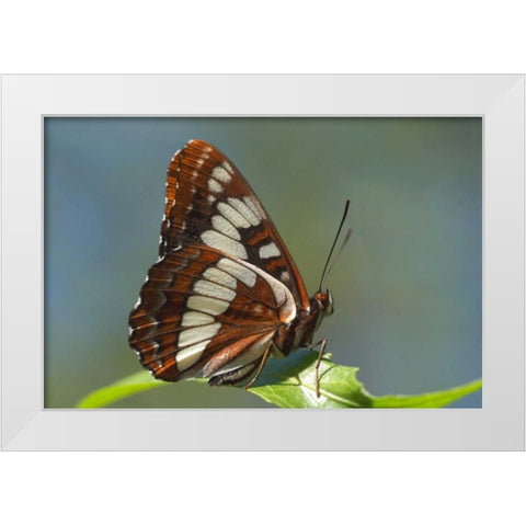 CA, San Diego, Mission Trails Park A Butterfly White Modern Wood Framed Art Print by Talbot Frank, Christopher