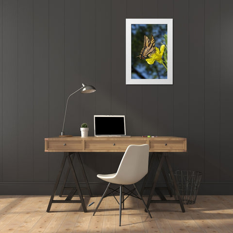 CA, Mission Trails Anise Swallowtail Butterfly White Modern Wood Framed Art Print by Talbot Frank, Christopher