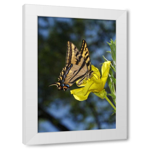 CA, Mission Trails Anise Swallowtail Butterfly White Modern Wood Framed Art Print by Talbot Frank, Christopher
