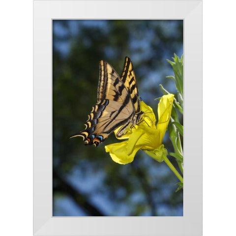 CA, Mission Trails Anise Swallowtail Butterfly White Modern Wood Framed Art Print by Talbot Frank, Christopher