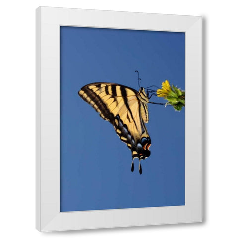 CA, Mission Trails Anise Swallowtail Butterfly White Modern Wood Framed Art Print by Talbot Frank, Christopher