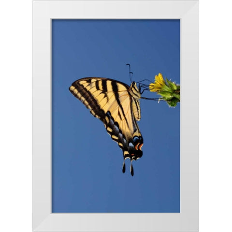 CA, Mission Trails Anise Swallowtail Butterfly White Modern Wood Framed Art Print by Talbot Frank, Christopher