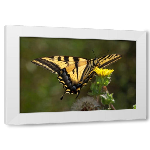 CA, San Diego, Mission Trails Anise Swallowtail White Modern Wood Framed Art Print by Talbot Frank, Christopher