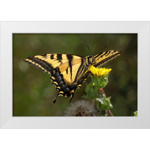 CA, San Diego, Mission Trails Anise Swallowtail White Modern Wood Framed Art Print by Talbot Frank, Christopher