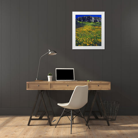 CA, San Diego, Mission Trails California Poppies White Modern Wood Framed Art Print by Talbot Frank, Christopher