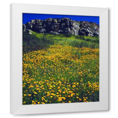 CA, San Diego, Mission Trails California Poppies White Modern Wood Framed Art Print by Talbot Frank, Christopher
