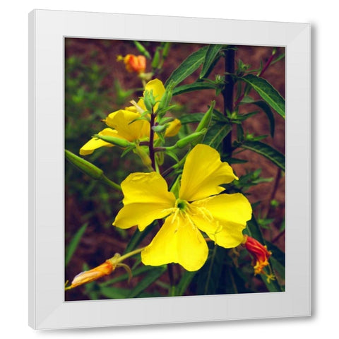 CA, San Diego, Mission Trails Evening Primrose White Modern Wood Framed Art Print by Talbot Frank, Christopher
