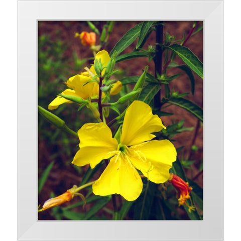 CA, San Diego, Mission Trails Evening Primrose White Modern Wood Framed Art Print by Talbot Frank, Christopher