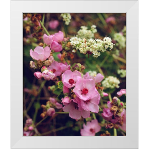 CA, San Diego, Mission Trails Wildflowers White Modern Wood Framed Art Print by Talbot Frank, Christopher