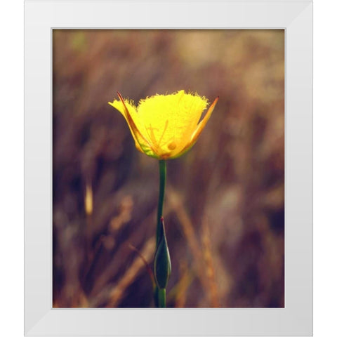 CA, San Diego, Mission Trails Mariposa Lily White Modern Wood Framed Art Print by Talbot Frank, Christopher