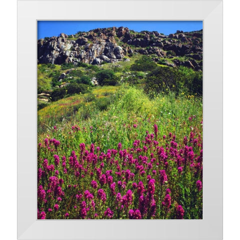CA, San Diego, Mission Trails Owls Clover White Modern Wood Framed Art Print by Talbot Frank, Christopher