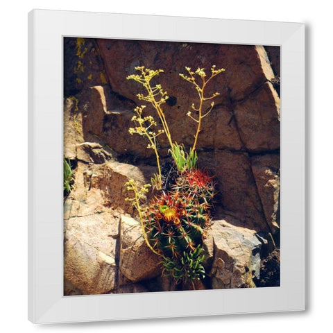 CA, Mission Trails Barrel Cactus and Succulent White Modern Wood Framed Art Print by Talbot Frank, Christopher