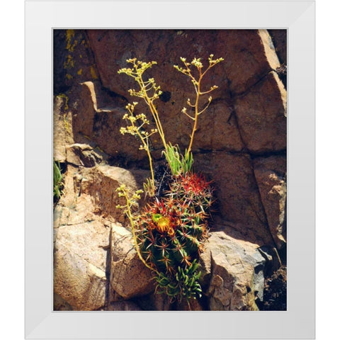 CA, Mission Trails Barrel Cactus and Succulent White Modern Wood Framed Art Print by Talbot Frank, Christopher