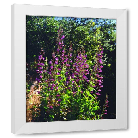 CA, San Diego, Mission Trails Showy Penstemon White Modern Wood Framed Art Print by Talbot Frank, Christopher
